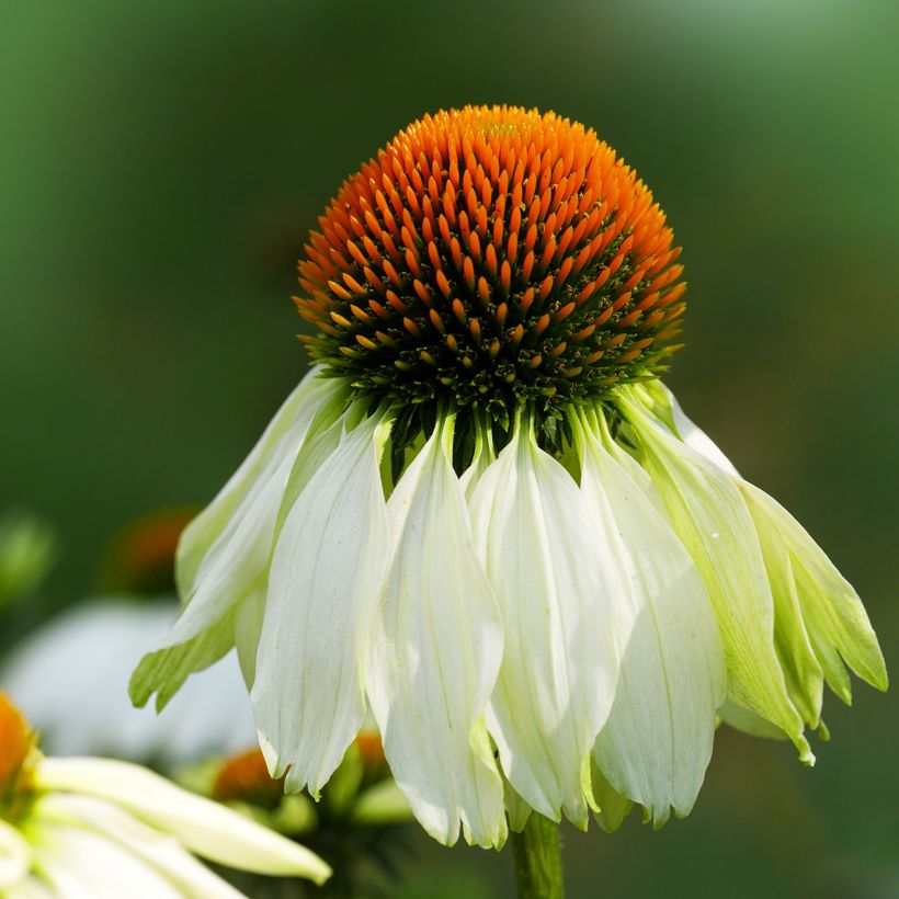Kaunopunahattu Alba (Kukinta)