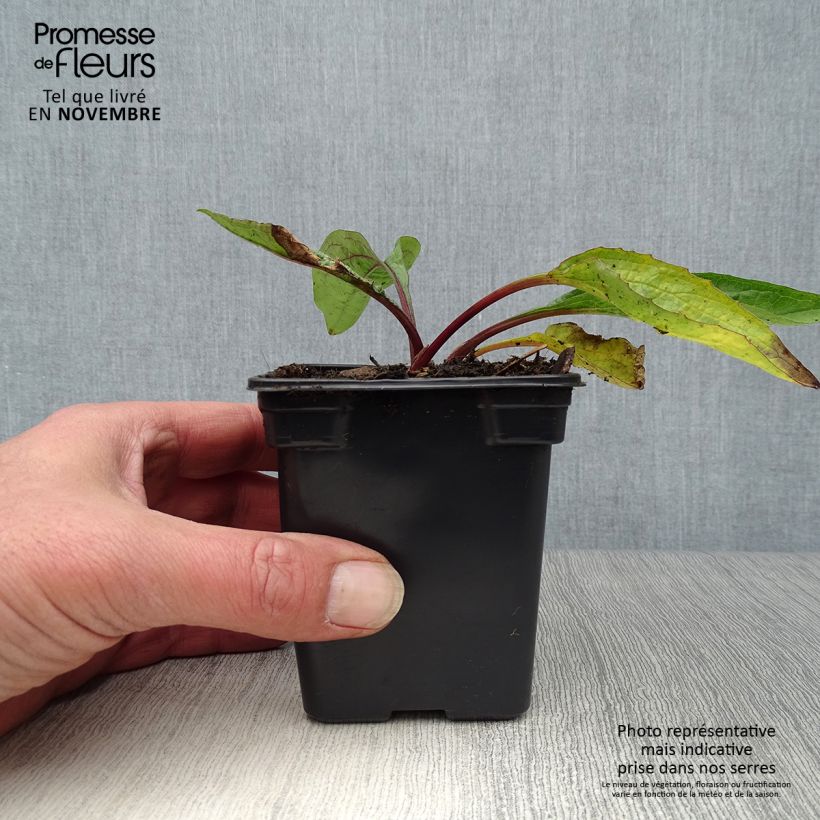 Esimerkki syksyllä toimitetusta Kaunopunahattu purppura - Echinacea purpurea 7/8 cm taimiruukku-taimesta