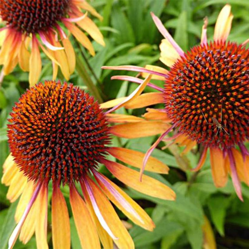 Kaunopunahattu Funky Yellow (Kukinta)