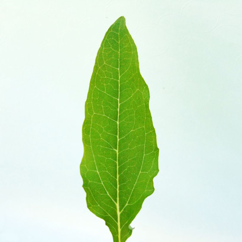 Kaunopunahattu Kim's Knee High (Lehvistö)