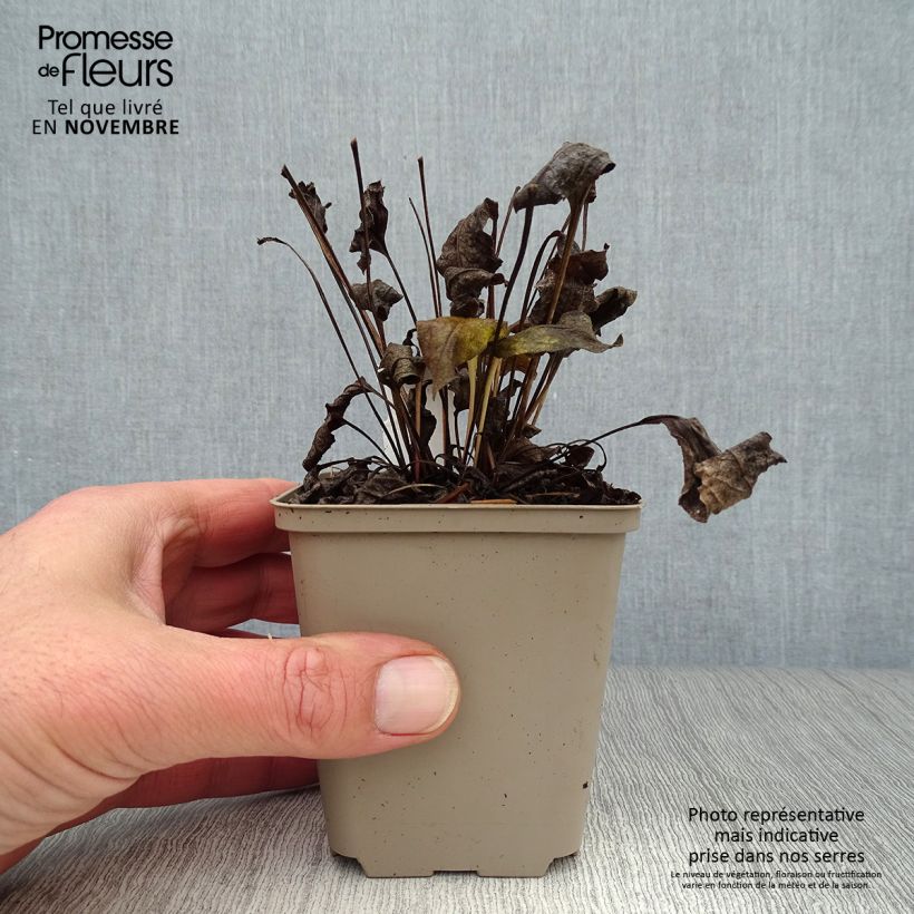 Esimerkki syksyllä toimitetusta Kaunopunahattu Pink Double Delight 8/9 cm taimiruukku-taimesta