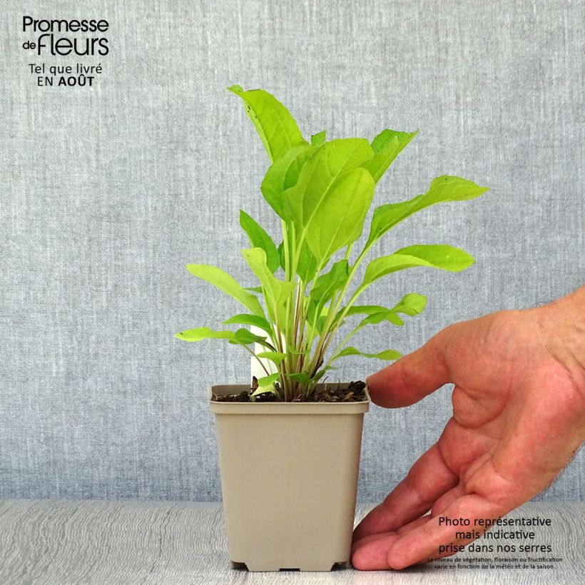 Esimerkki kesällä toimitetusta Kaunopunahattu Pink Double Delight Godet de 8/9 cm-taimesta