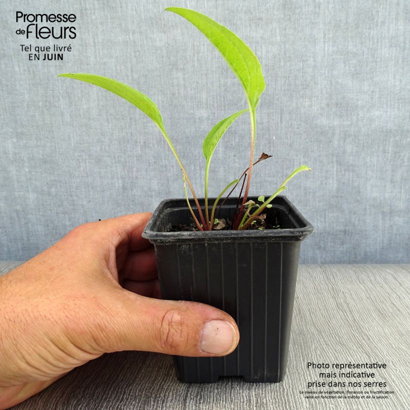 Esimerkki kesällä toimitetusta Kaunopunahattu purppura - Echinacea purpurea Taimiruukku 7/8 cm-taimesta