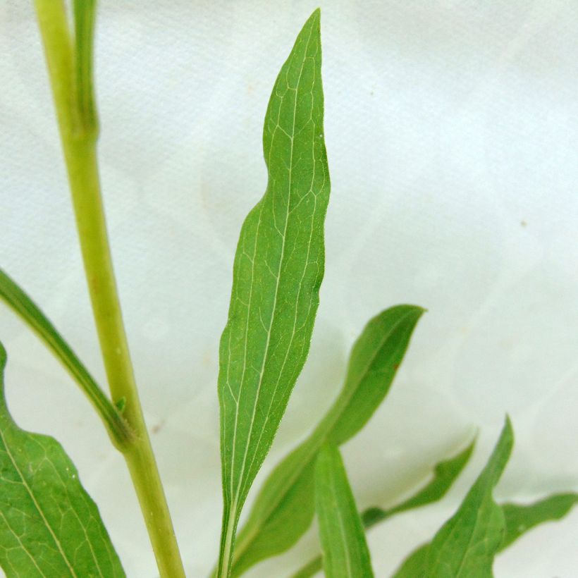 Kaunopunahattu Summer Salsa (Lehvistö)