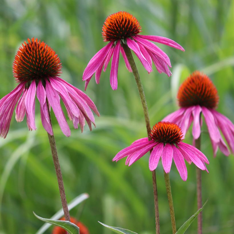 Kaunopunahattu luomu (siemenet) - Echinacea purpurea (Kukinta)