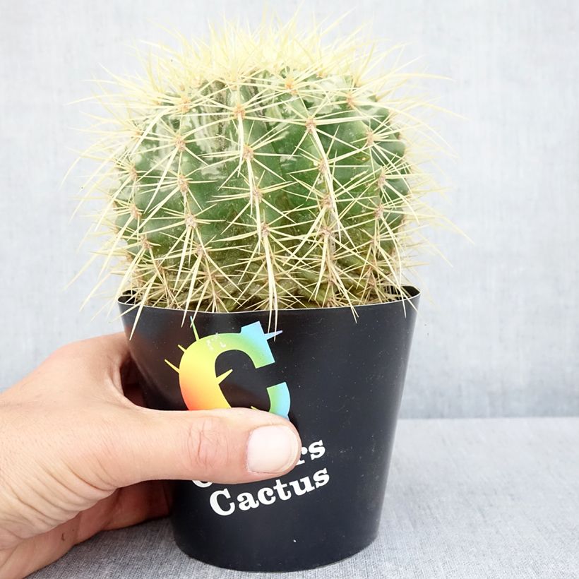 Esimerkki kesällä toimitetusta Kultasiilikaktus - Echinocactus grusonii 12 cm / 13 cm ruukku-taimesta