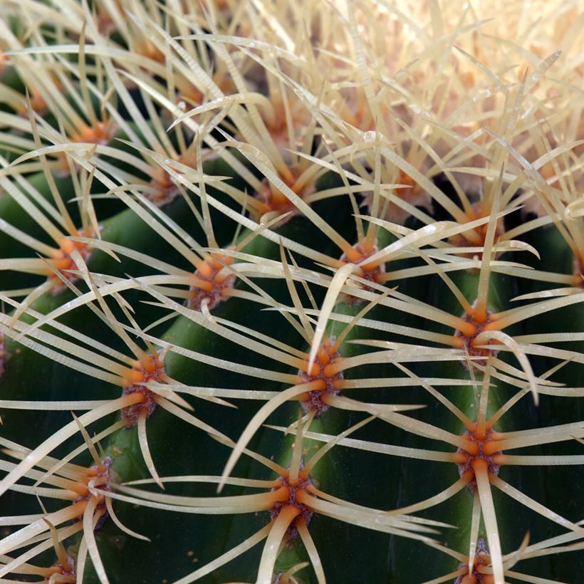 Kultasiilikaktus - Echinocactus grusonii (Lehvistö)