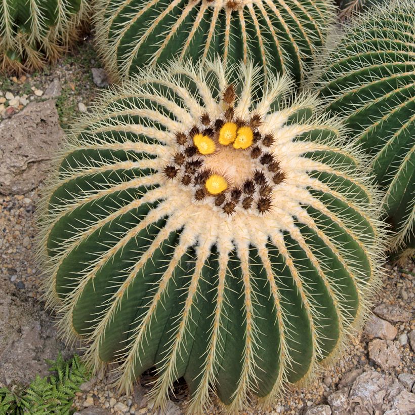 Kultasiilikaktus - Echinocactus grusonii (Kukinta)