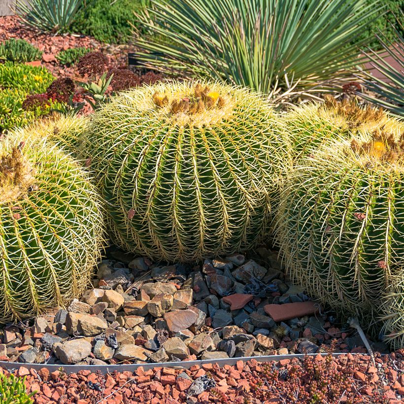 Kultasiilikaktus - Echinocactus grusonii (Kasvutapa)