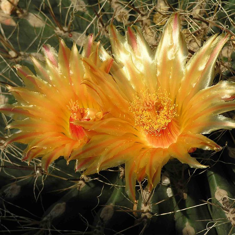 Kultasiilikaktus - Echinocactus grusonii var. albispinus (Kukinta)