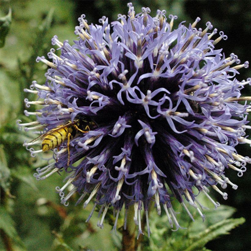 Sinipallo-ohdake Blue Globe (Kukinta)