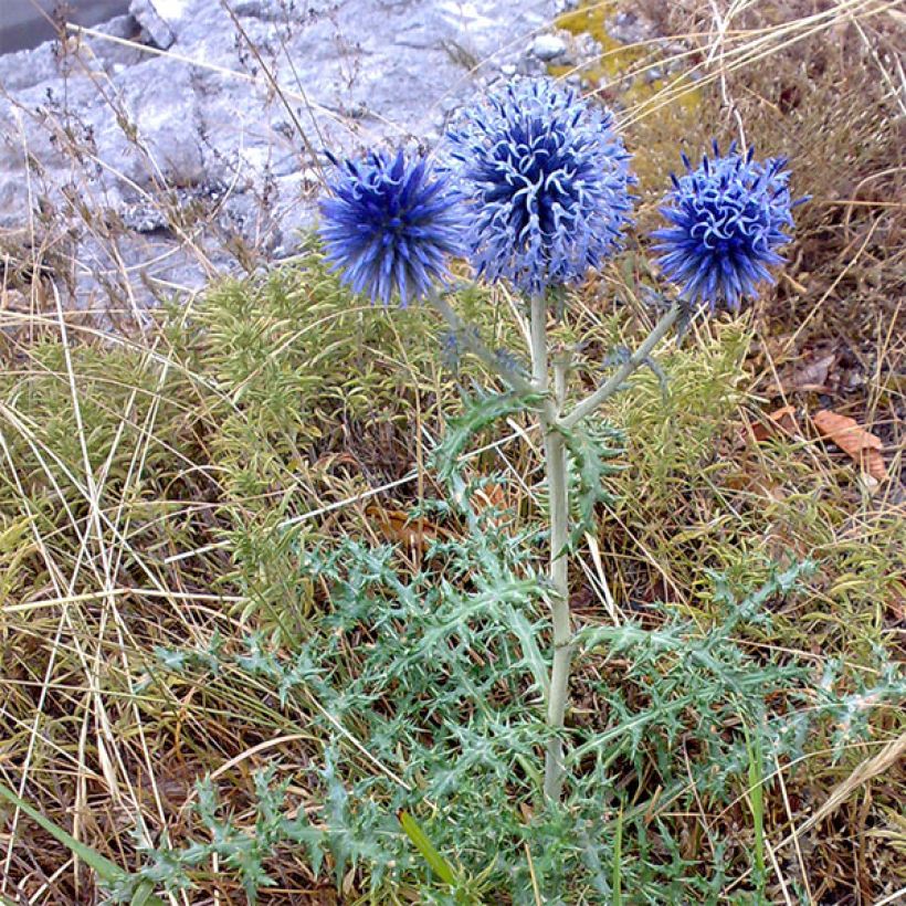 Sinipallo-ohdake Blue Globe (Kasvutapa)