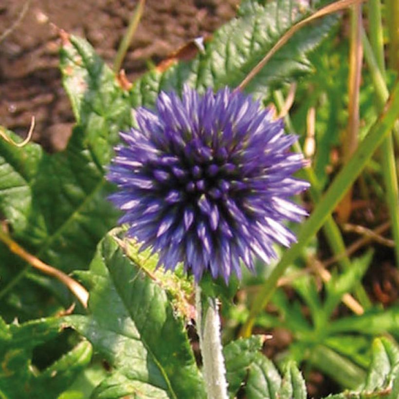 Otapallo-ohdake - Echinops ritro (Kukinta)