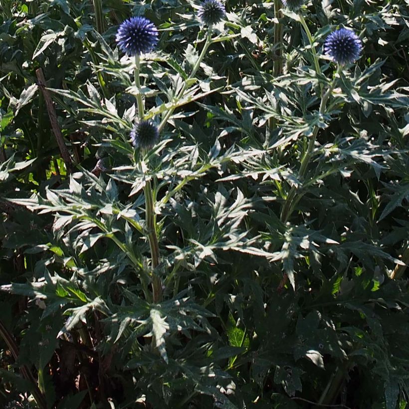 Otapallo-ohdake Veitch’s Blue (Lehvistö)