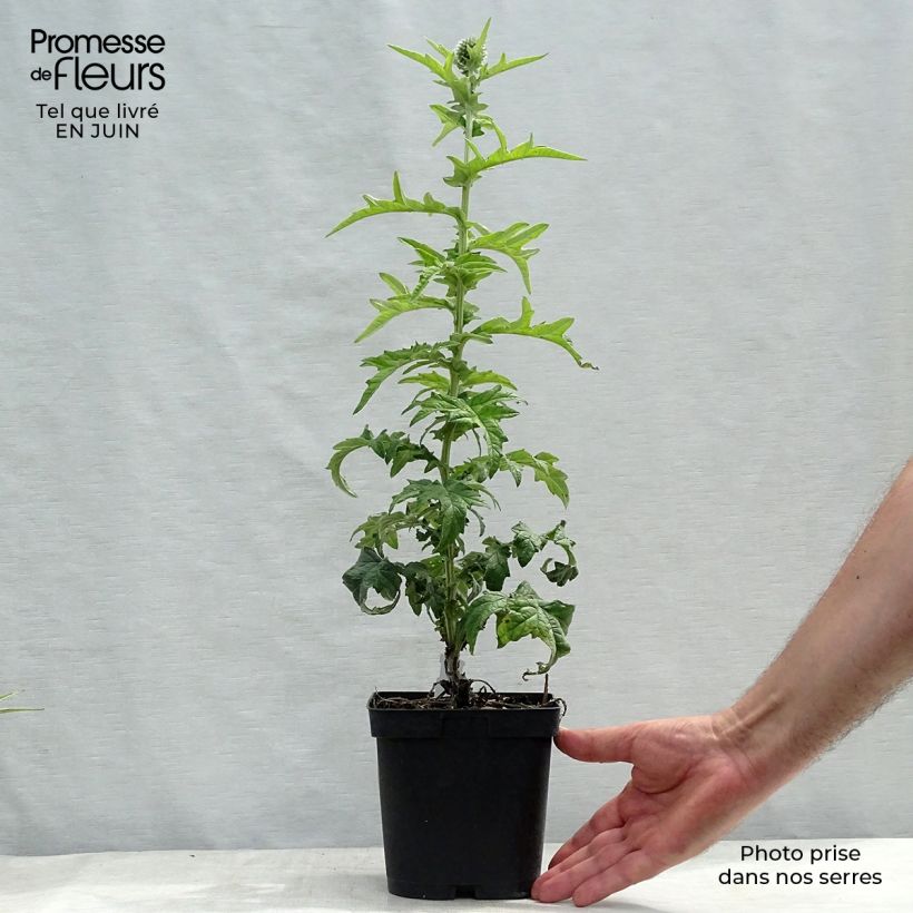 Esimerkki kesällä toimitetusta Otapallo-ohdake Veitch’s Blue Pot de 2L/3L-taimesta