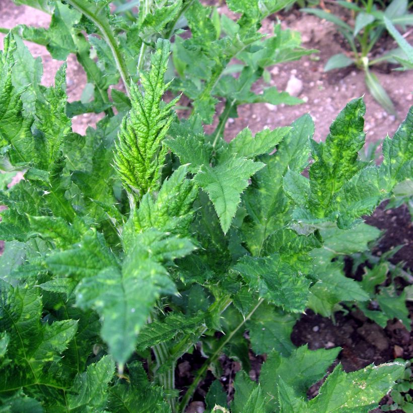 Valkopallo-ohdake - Echinops sphaerocephalus (Foliage)