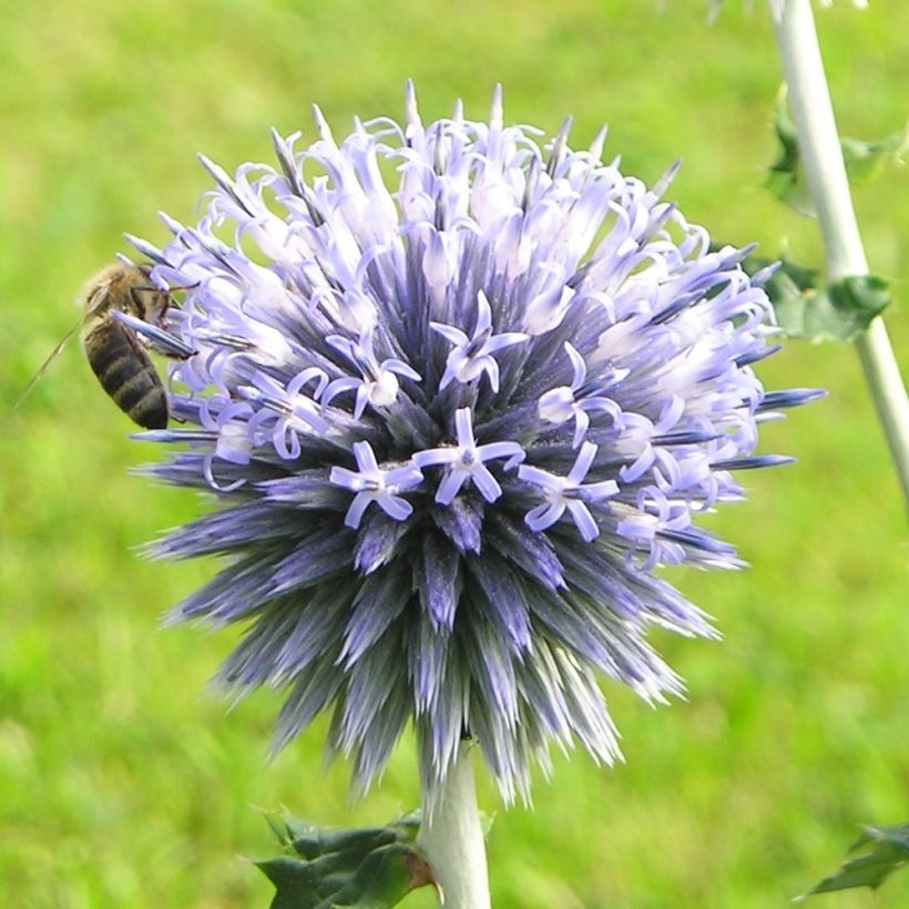 Valkopallo-ohdake - Echinops sphaerocephalus (Flowering)