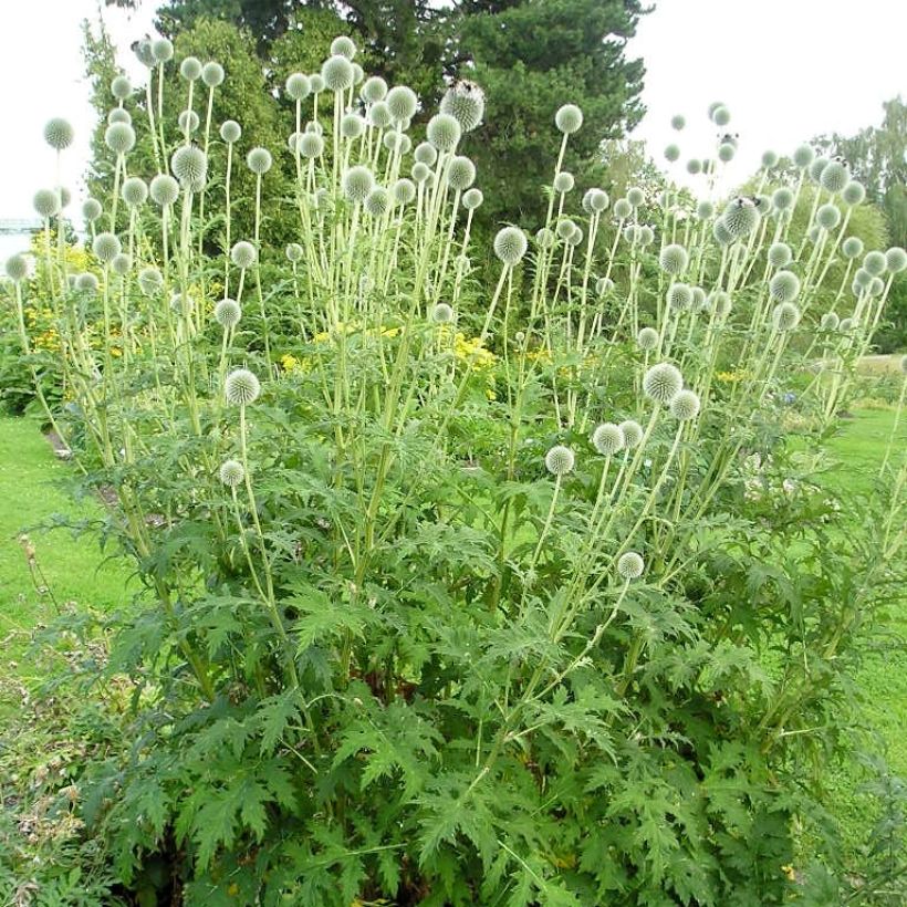 Valkopallo-ohdake - Echinops sphaerocephalus (Plant habit)