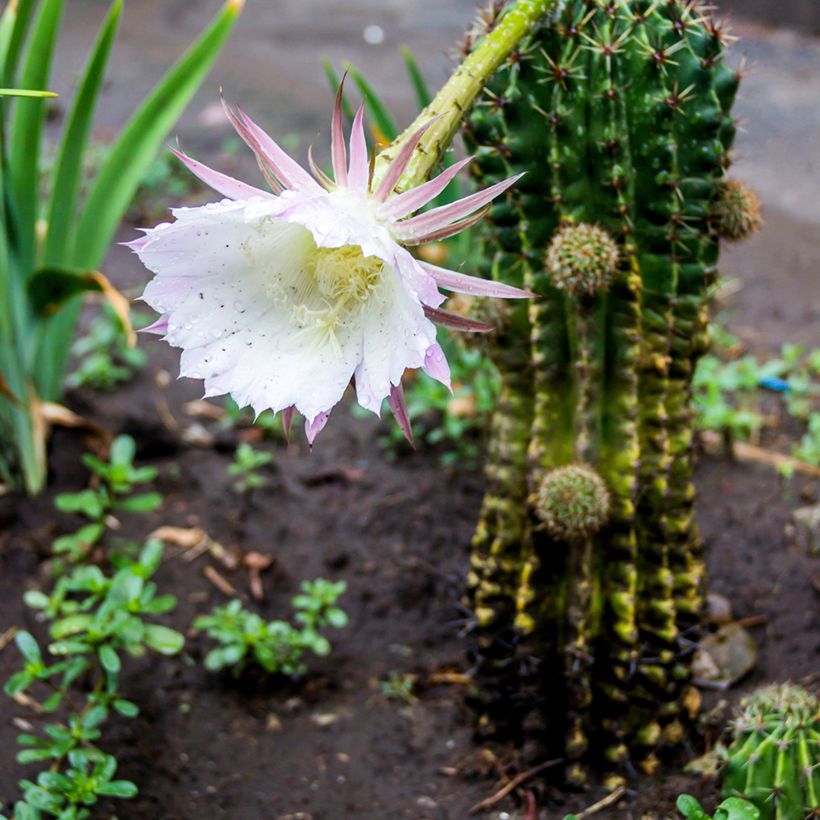 Pallokaktus - Echinopsis multiplex (Kasvutapa)