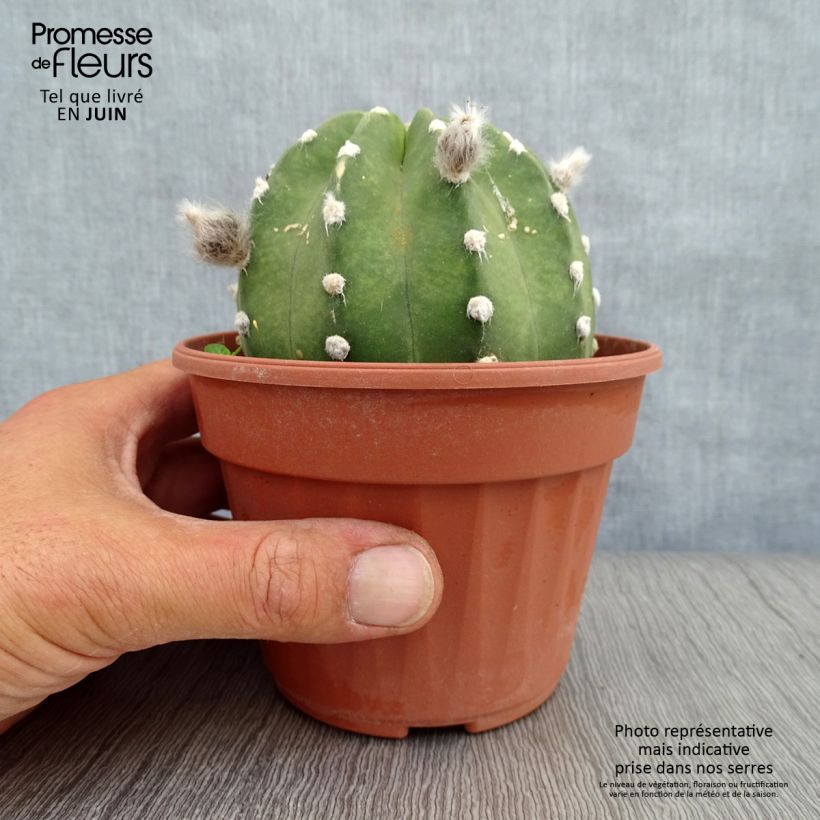 Esimerkki kesällä toimitetusta Pallokaktus - Echinopsis subdenudata Ruukku 12 cm / 13 cm-taimesta