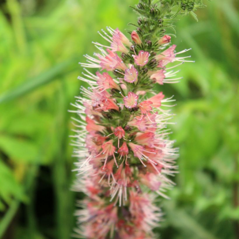 Neidonkiele Red Fathers (Kukinta)