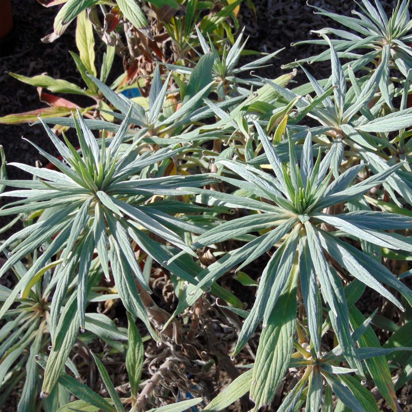 Harmaaneidonkieli - Echium candicans (Lehvistö)