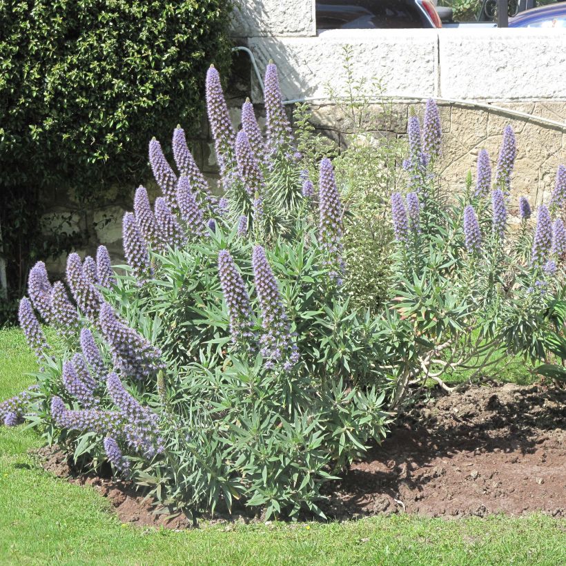 Harmaaneidonkieli - Echium candicans (Kukinta)