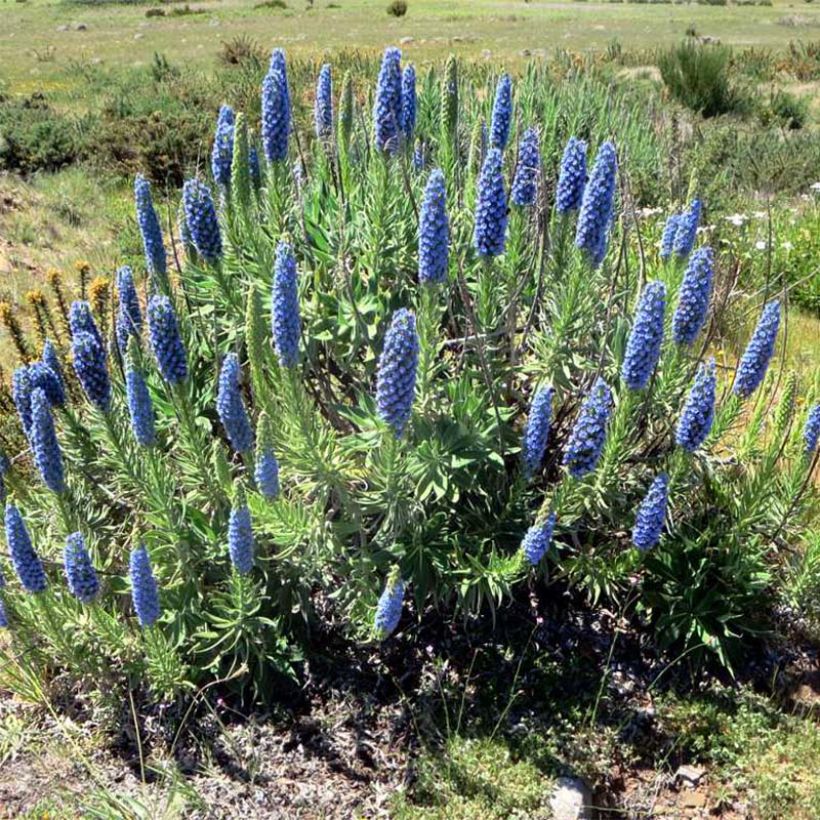 Harmaaneidonkieli - Echium candicans (Kasvutapa)