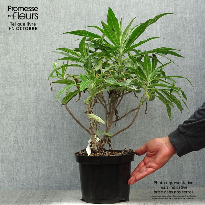 Esimerkki syksyllä toimitetusta Harmaaneidonkieli - Echium candicans 3 litran/4 litran ruukku-taimesta