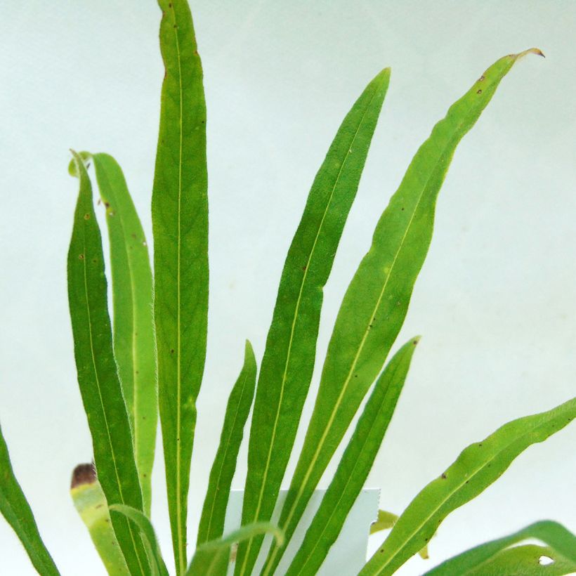 Soihtuneidonkieli - Echium russicum (Lehvistö)