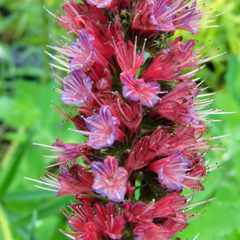 Soihtuneidonkieli - Echium russicum (Kukinta)