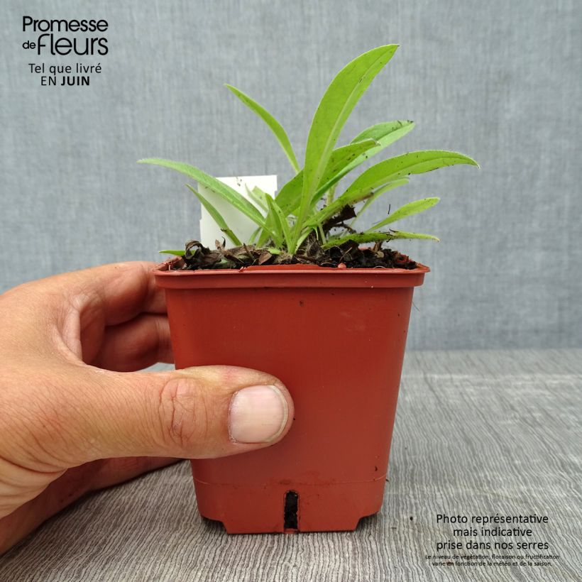 Esimerkki kesällä toimitetusta Soihtuneidonkieli - Echium russicum Godet de 8/9 cm-taimesta