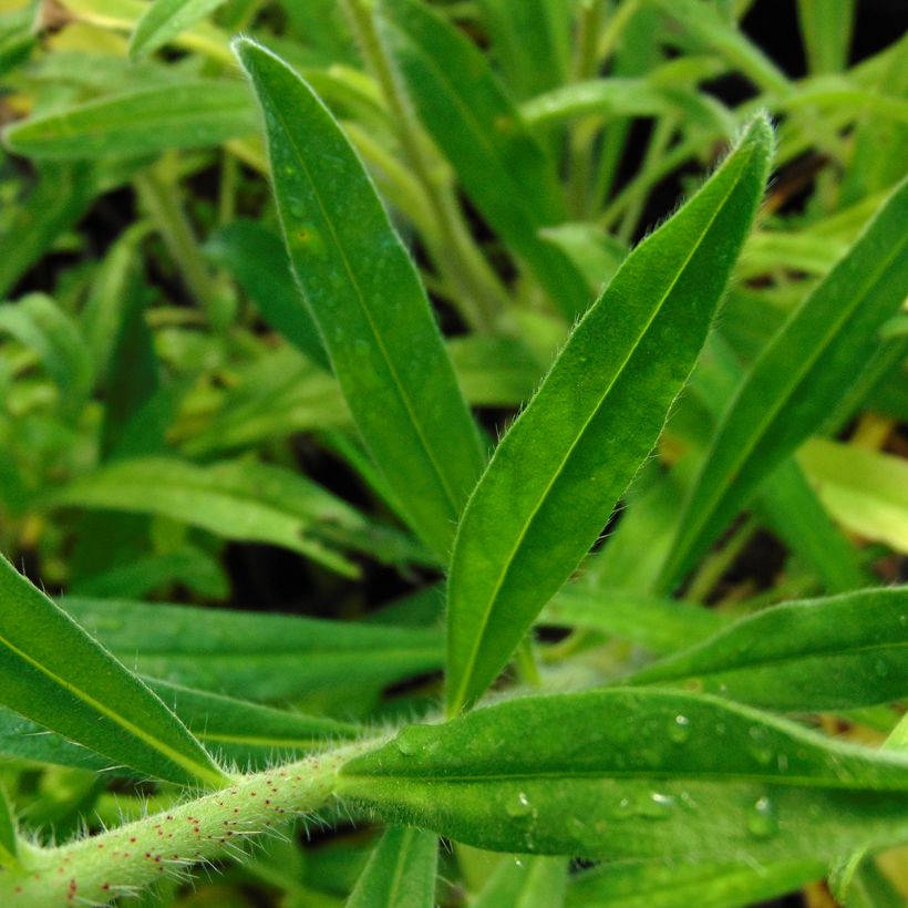 Kyläneidonkieli - Echium vulgare (Lehvistö)