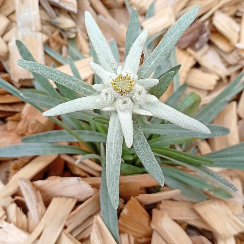 Euroopanalppitähti - Leontopodium alpinum (Kasvutapa)