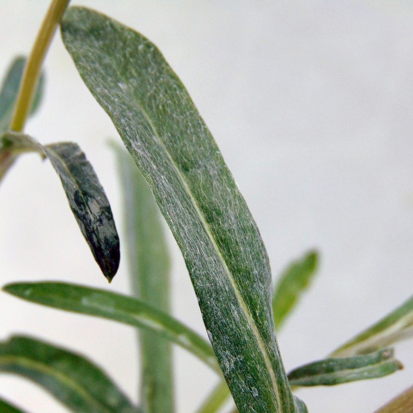 Euroopanalppitähti - Leontopodium alpinum (Lehvistö)