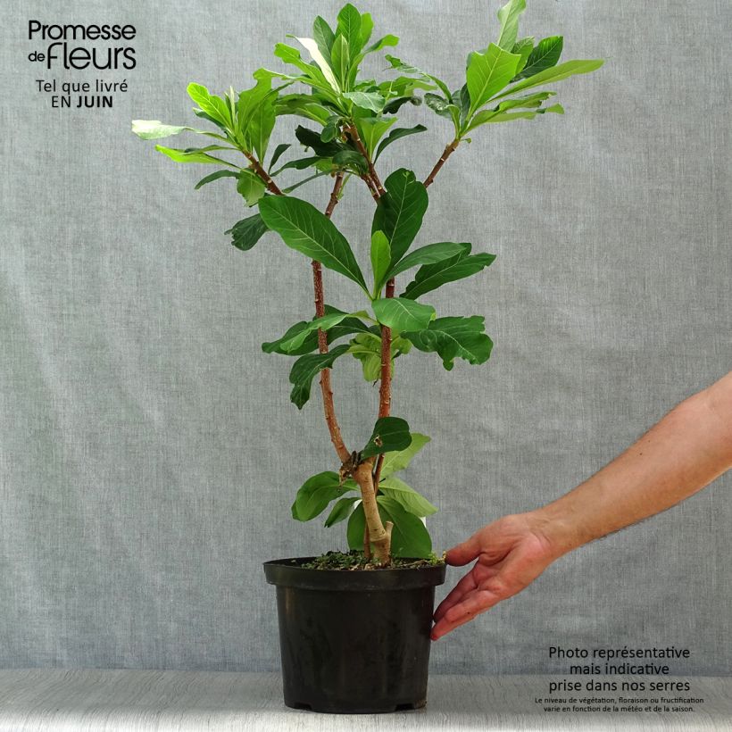 Esimerkki kesällä toimitetusta Edgeworthia chrysantha Grandiflora Ruukku 4L / 5L-taimesta