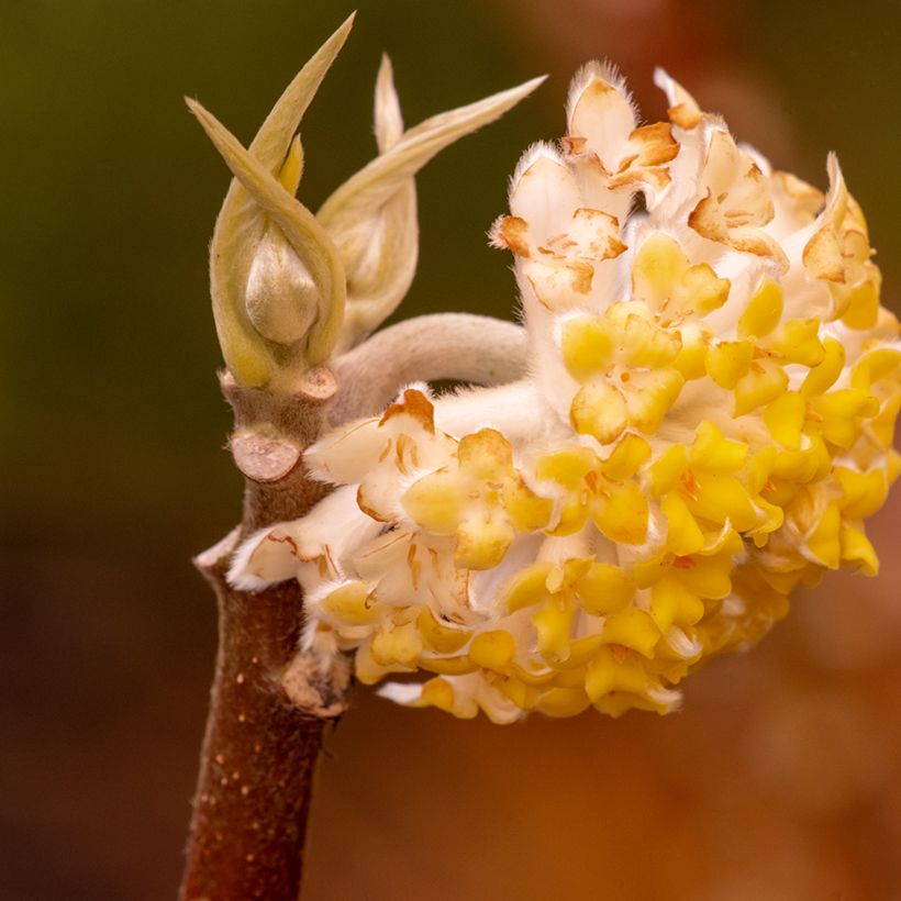 Edgeworthia chrysantha Grandiflora (Kukinta)