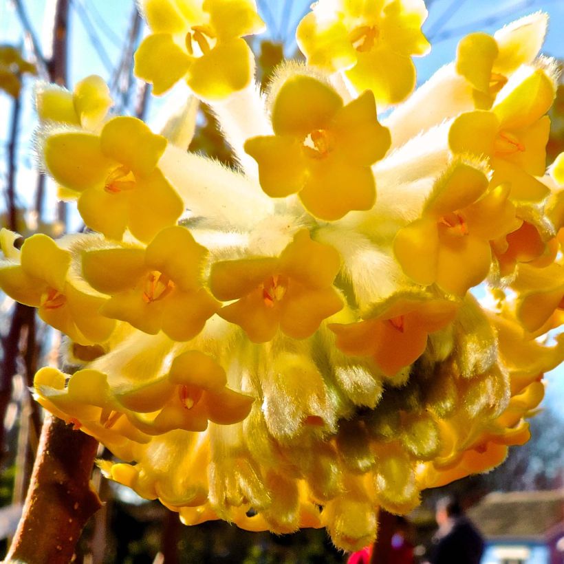 Edgeworthia chrysantha Nanjing Gold (Kukinta)