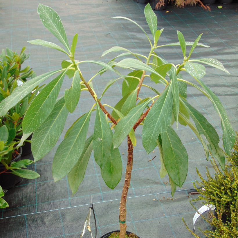 Edgeworthia chrysantha Nanjing Gold (Kasvutapa)