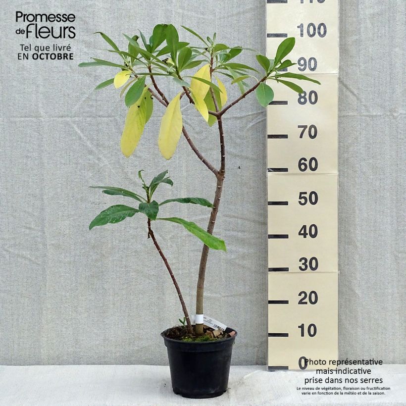 Esimerkki syksyllä toimitetusta Edgeworthia chrysantha Nanjing Gold 2 litran/3 litran ruukku-taimesta