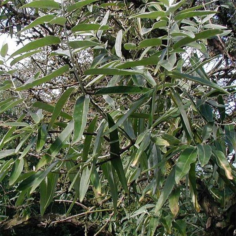 Idänhopeapensas - Elaeagnus angustifolia (Lehvistö)