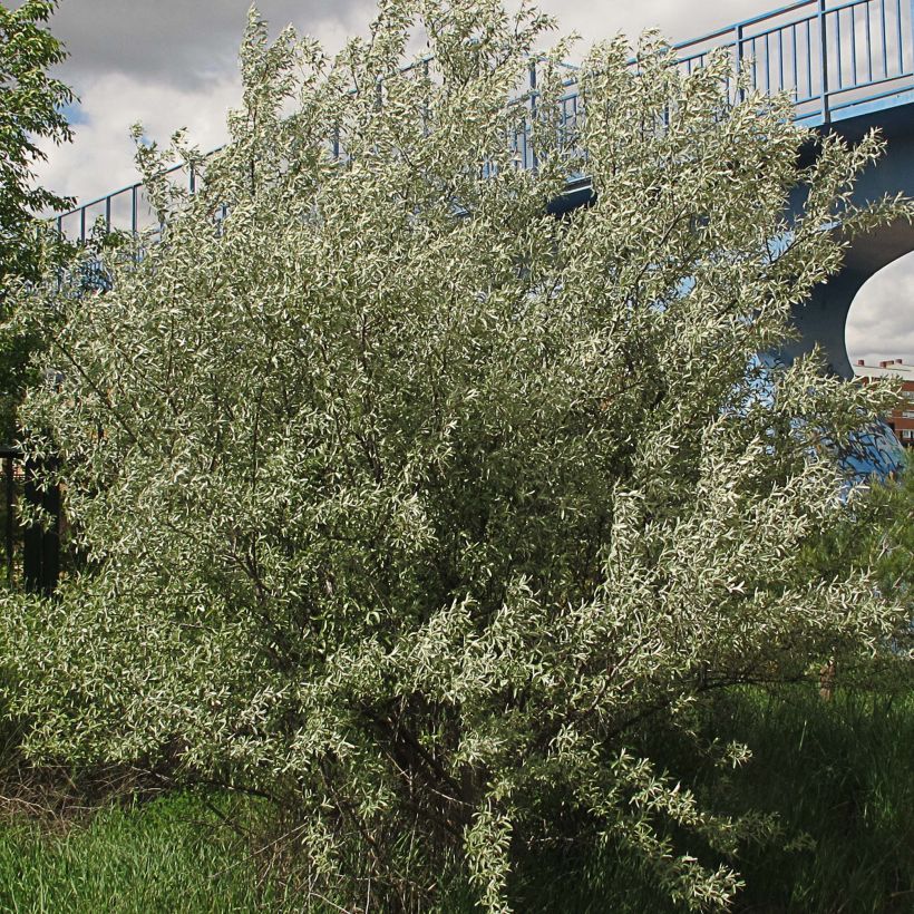 Idänhopeapensas - Elaeagnus angustifolia (Kasvutapa)