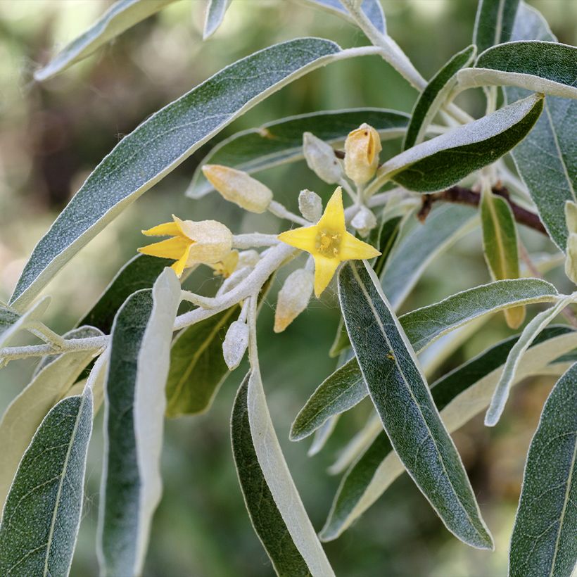 Idänhopeapensas - Elaeagnus angustifolia (Kukinta)