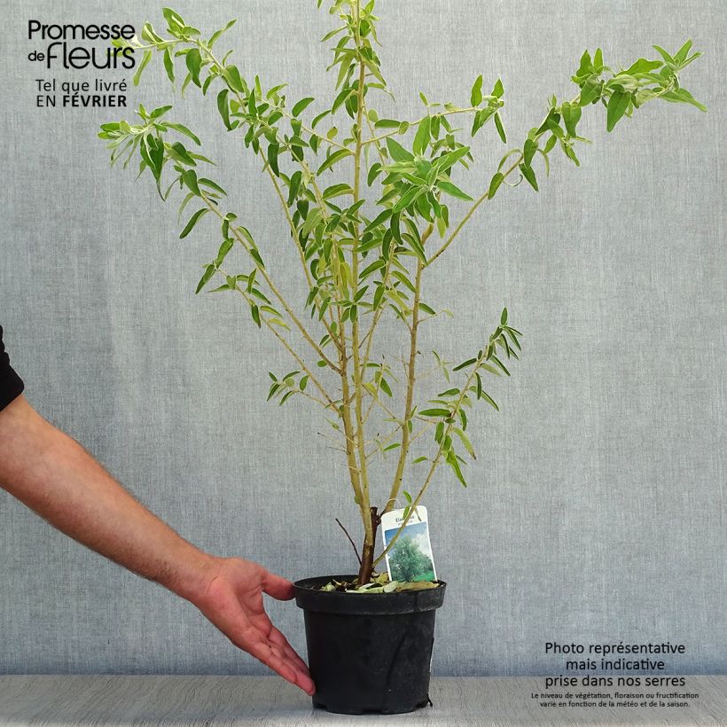 Esimerkki syksyllä toimitetusta Idänhopeapensas - Elaeagnus angustifolia 2 litran/3 litran ruukku-taimesta