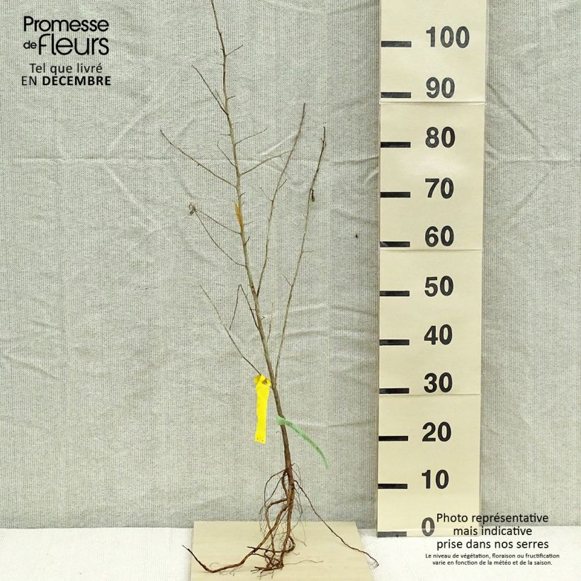 Esimerkki talvella toimitetusta Idänhopeapensas - Elaeagnus angustifolia Paljasjuurinen-taimesta