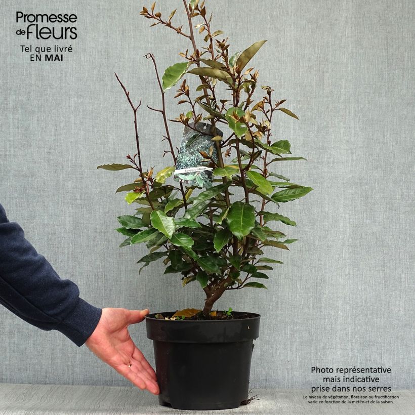 Esimerkki keväällä toimitetusta Hopeapensas - Elaeagnus ebbingei Ruukku 4L / 5L-taimesta