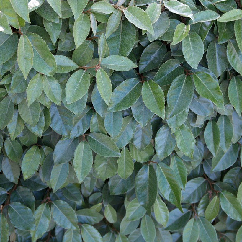 Hopeapensas Compacta (Lehvistö)