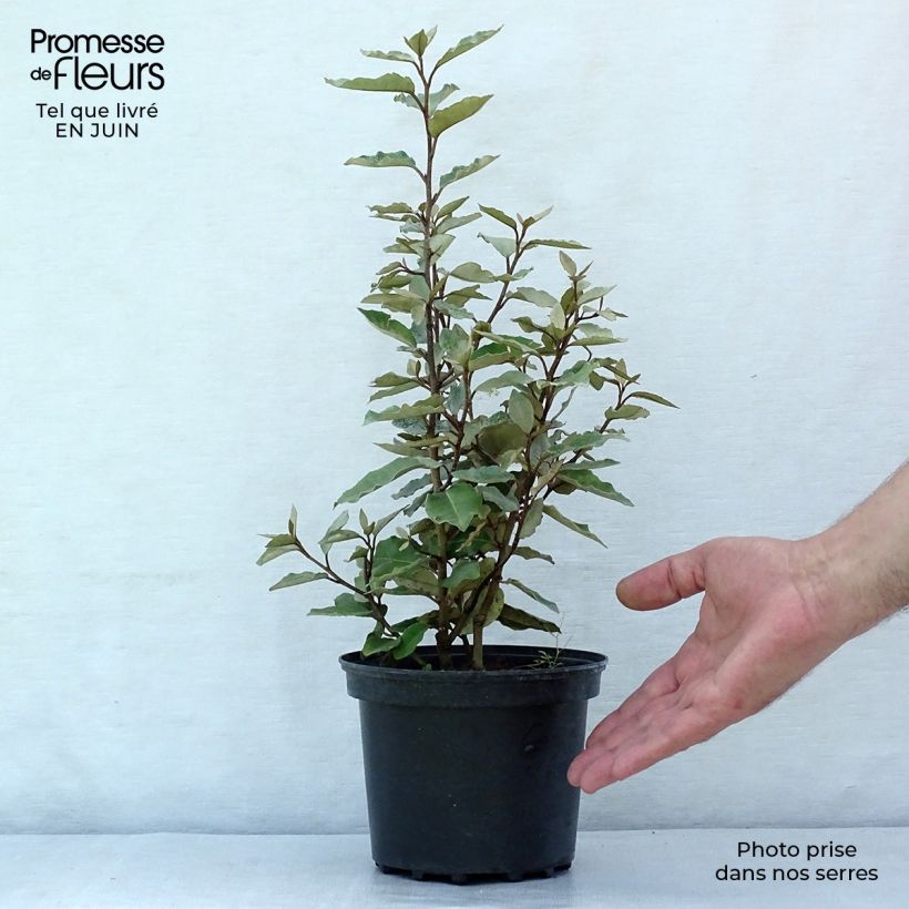 Esimerkki kesällä toimitetusta Hopeapensas Compacta Pot de 2L/3L-taimesta