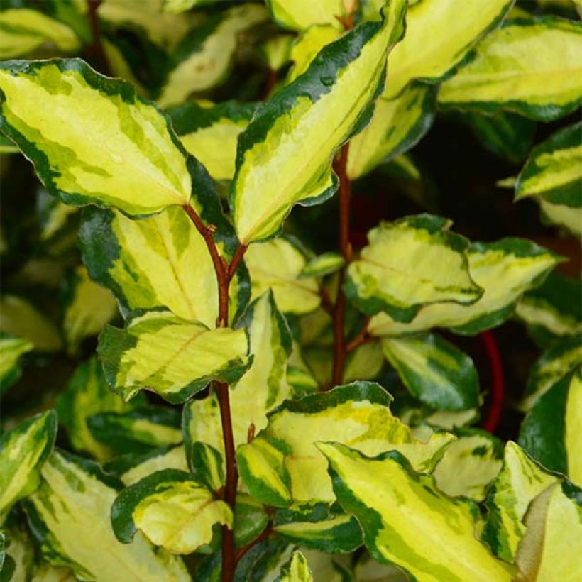 Hopeapensas Maryline (abrela) (Kukinta)