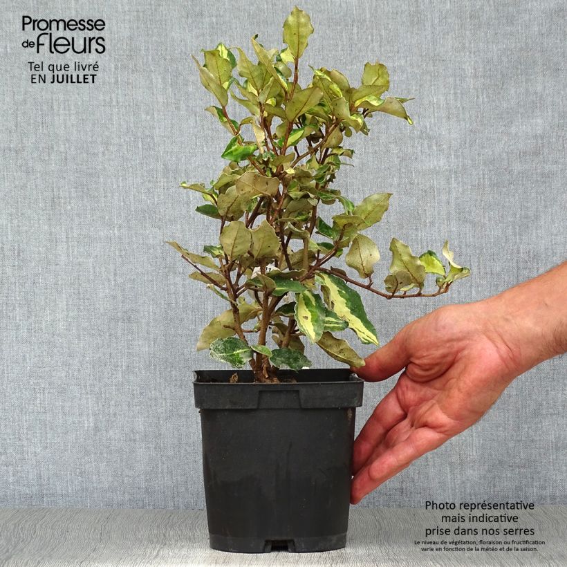 Esimerkki kesällä toimitetusta Hopeapensas Maryline (abrela) Pot de 2L/3L-taimesta